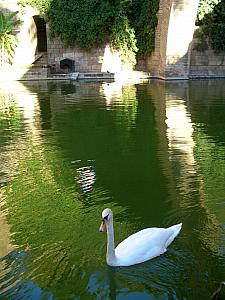 Swans in a pond near the cathedral.