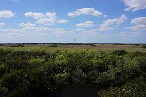 View of the everglades from high atop a 100-foot-high viewing platform.